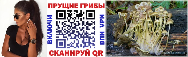 как найти закладки  Тулун  Псилоцибиновые грибы Psilocybe 